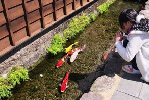 Удивительный город в Японии, где в водосточных каналах плавают прекрасные карпы кои
