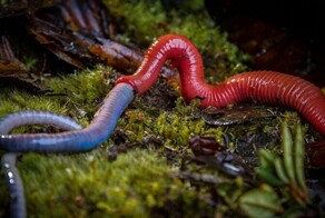 Хищная пиявка с острова Борнео