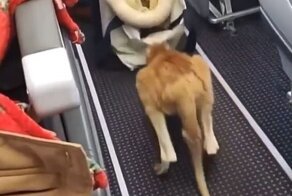 Кенгуру запрыгнул на борт самолета American Airlines