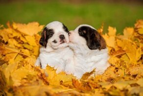 С добрым утром