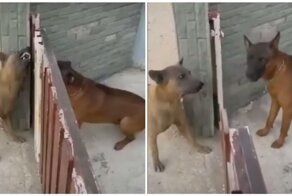 Типичный спор в интернете