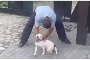 В яблочко: щенок неприятно удивил мужчину