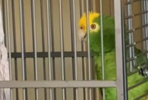 Песня группы Led Zeppelin в исполнении попугая