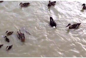 Высокая конкуренция: рыбы и утки не поделили корм в водоеме