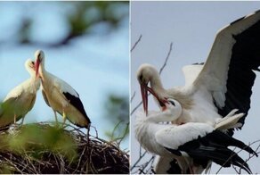 Аист 16 лет пролетает 13 тысяч км, чтобы вернуться к покалеченной подруге