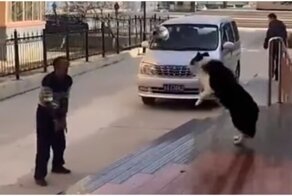 Настоящий профи: пес-волейболист переиграл хозяина