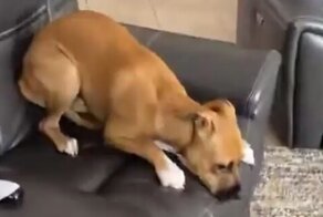 Шкодливый пёс, который знает, кто в доме хозяин