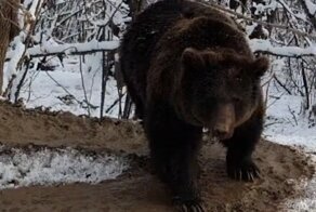 Освобождённая медведица даже на воле ходит по кругу