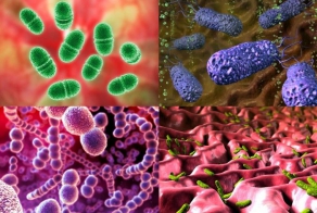 Бактерии под микроскопом (13 фото)