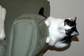 Коты - наше всё: 30 смешных фото с котейками, которые надолго зарядят позитивом