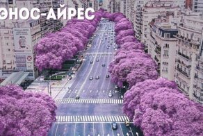 Буэнос-Айрес в цвету. Сезон жакаранды