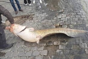 В центре Парижа поймали гигантского сома