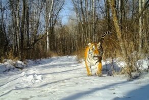 Амурский тигр похрустел снегом возле фотоловушки