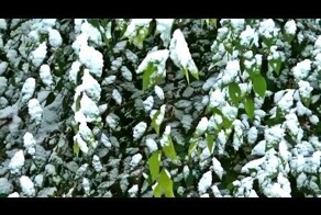 Первый снег | Музыка