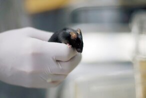 Немецкие ученые вернули паралитикам возможность ходить
