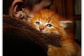 Продаются котята