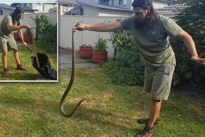 Видео: профессиональный ловец змей с трудом обезоружил ядовитую рептилию