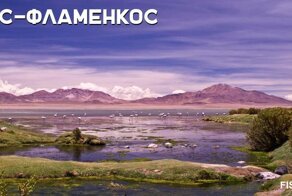 Заповедник для фламинго — 740 квадратных километров девственной природы
