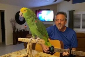 Пернатый любитель музыки исполняет каверы на Eagles и Beatles