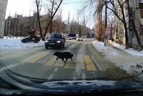 Когда животные умнее некоторых людей: собака соблюдает ПДД