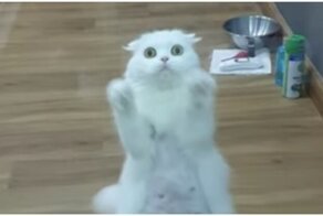 Кошка пытается привлечь к себе внимание хозяйки