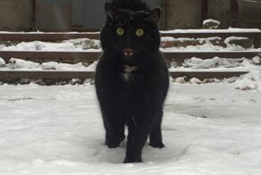 Самые милые провинциальные котики!