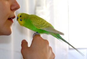 Самый легкий и правильный способ как приручить волнистого попугая к рукам