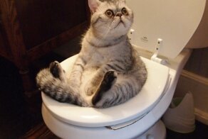Приучаем кота к унитазу