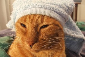 Котики, замотанные в полотенце (20 Фото)