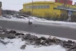 Гигантская крыса сцепилась с собакой в Уссурийске и попала на видео