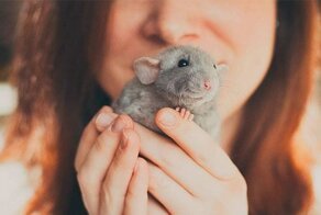 Подружиться с домашней декоративной крысой