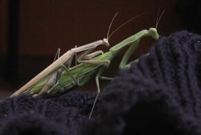 Самцы богомола придумали лайфхак, как не быть съеденными после спаривания