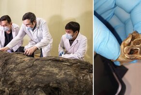 В Якутии разморозили тушу древнего шерстистого носорога