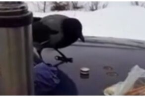 Ворона душевно посидела с мужиками