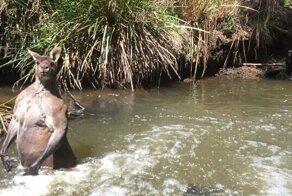 40 доказательств того, что Австралия - это совершенно другой мир
