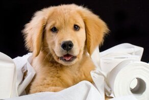 Как приучить щенка к лотку