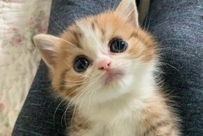 Слишком милые: 30 крох, которые без спроса своруют ваше сердце