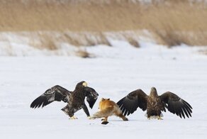 Орланы пытались украсть ужин у лисы