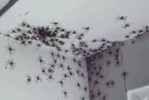 Сотни гигантских пауков облюбовали угол в доме