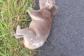 Коала притворилась мертвой после того, как ее сбила машина