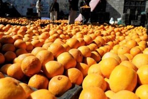 30 кило апельсинов на четверых: на что только не пойдешь, чтобы не платить за багаж!