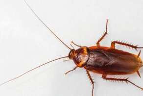 Зоопарк предлагает назвать таракана или крысу в честь бывшей пассии и скормить их хищникам