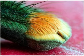 25 милых лапок, которые периодически ходят по нам