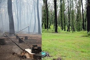 Как восстанавливается лес в Австралии после разрушительных пожаров