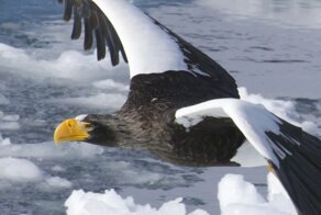 Белоплечий орлан: Крупнейшая птица Дальнего Востока и её разрушительная мощь