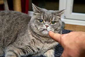 7 действий хозяина, которые испортят отношения с кошкой
