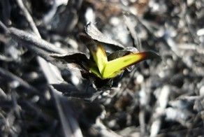 Жизнь в непригодных для этого местах (23 Фото)