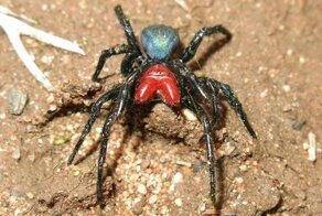 Мышь-паук: Почему мышь, если это паук? Очередная сверхтоксичная причина не ехать в Австралию