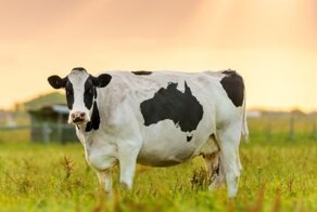 Коровы вредят экологии больше, чем автомобили