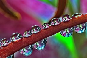 Лучшие снимки конкурса макрофотографии World in Macro - 2020